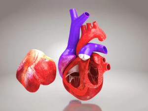 Animated Human Heart Anatomy 8K 3D Model