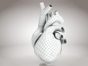Animated Human Heart Anatomy 8K 3D Model