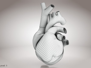 Animated Human Heart Anatomy 8K 3D Модель
