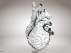 Animated Human Heart Anatomy 8K 3D Model