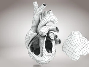 Animated Human Heart Anatomy 8K 3D Model