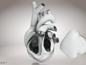 Animated Human Heart Anatomy 8K 3D Модель