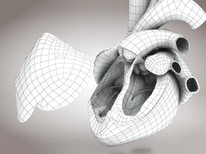 Animated Human Heart Anatomy 8K 3D Model