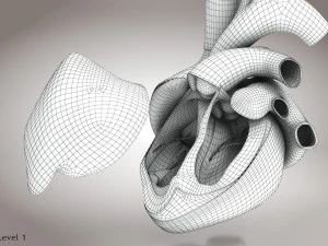Animated Human Heart Anatomy 8K 3D Model