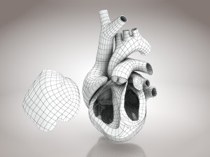 Animated Human Heart Anatomy 8K 3D Модель