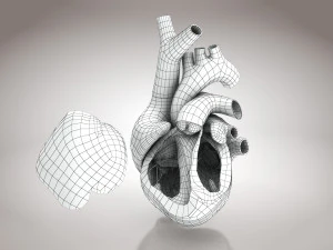 Animated Human Heart Anatomy 8K 3D Model