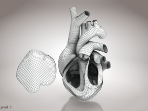 Animated Human Heart Anatomy 8K 3D Модель
