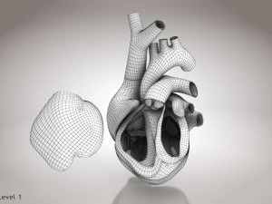 Animated Human Heart Anatomy 8K 3D Model
