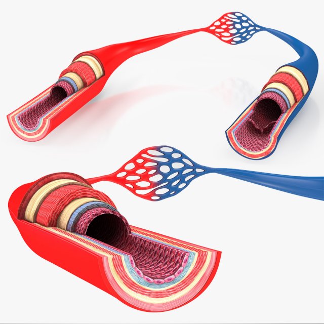 Blood Vessels 3D Model .c4d .max .obj .3ds .fbx .stl .blend 
