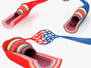 Blood Vessels 3D 模型