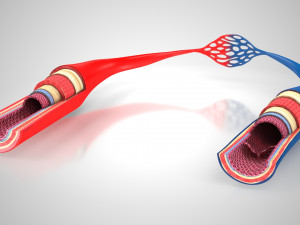 Blood Vessels 3D Model