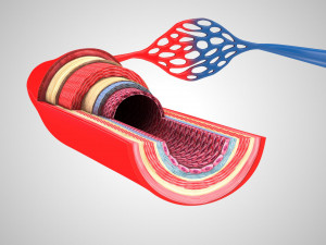 Blood Vessels 3D Model