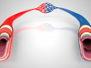 Blood Vessels 3D Model
