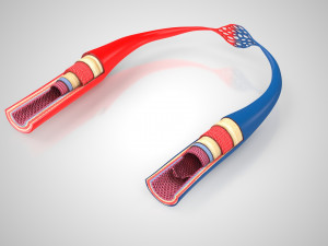 Blood Vessels 3D Model