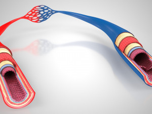 Blood Vessels 3D Model