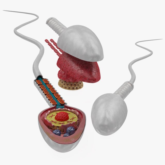 Animated Sperm Cell 3D Модель .c4d .max .obj .3ds .fbx .stl .blend 