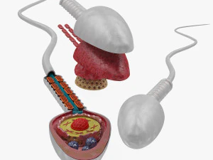 Анимированный сперматозоид 3D Модель