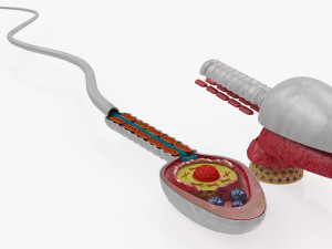 Animated Sperm Cell 3D Модель