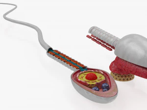 Animated Sperm Cell 3D Model