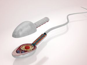 Animated Sperm Cell 3D Модель