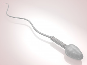 Animated Sperm Cell 3D Модель
