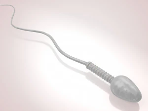 Animated Sperm Cell 3D Model
