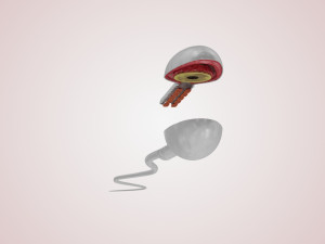 Animated Sperm Cell 3D Модель