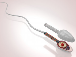 Animated Sperm Cell 3D Модель