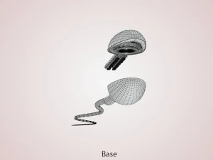 Animated Sperm Cell 3D Model