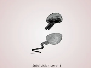 Animated Sperm Cell 3D Model