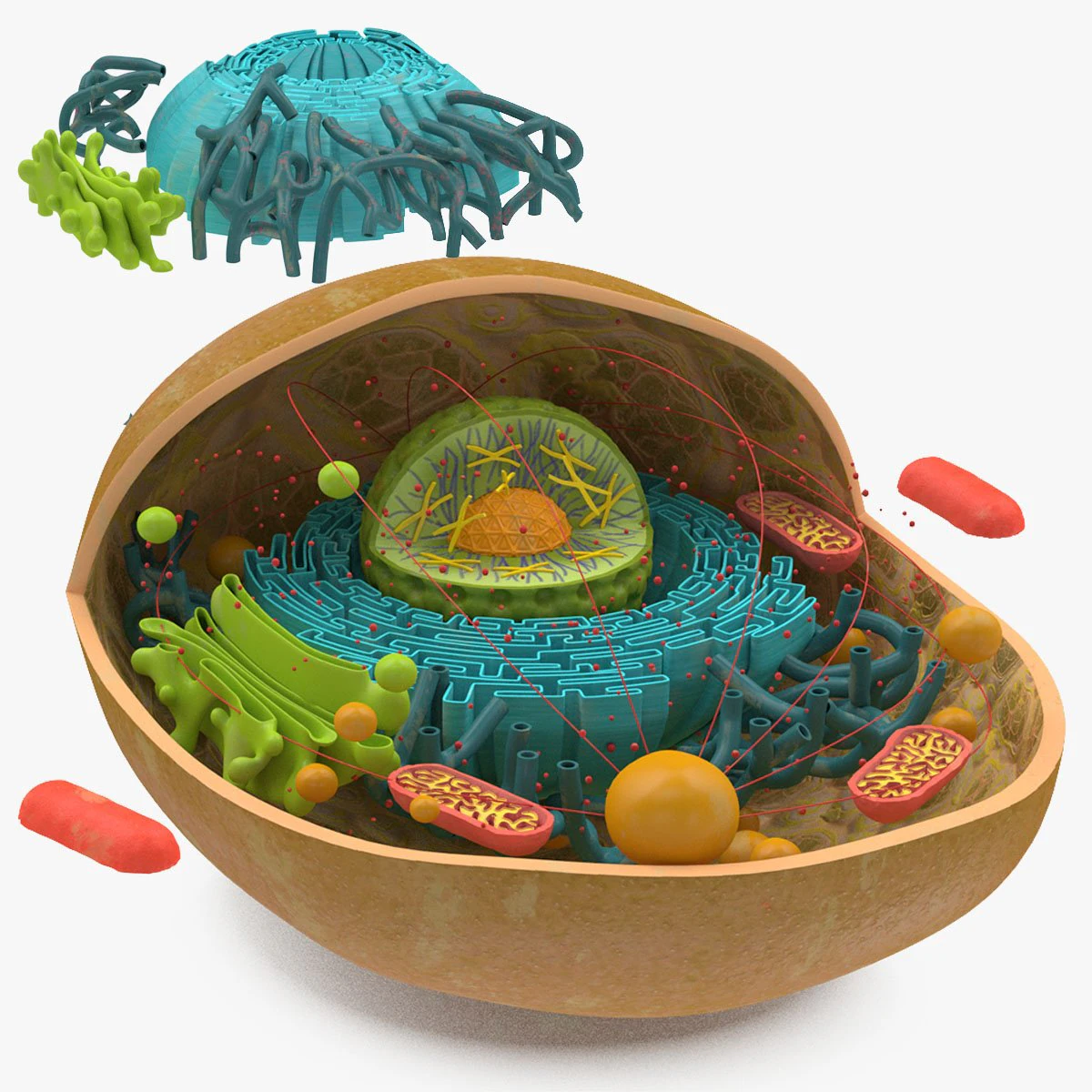Estructura celular animal Modelo 3D .c4d .max .obj .3ds .fbx .stl .blend 