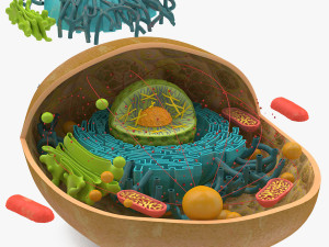 Animal Cell Structure 3D 模型