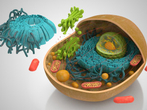 Animal Cell Structure 3Dモデル