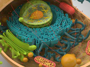 Estructura celular animal Modelo 3D