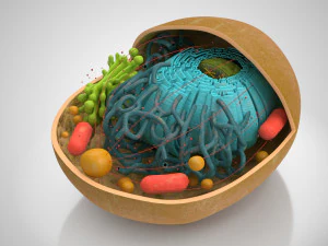 Estructura celular animal Modelo 3D