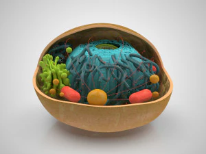 Estructura celular animal Modelo 3D