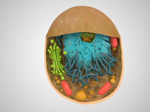 Estructura celular animal Modelo 3D