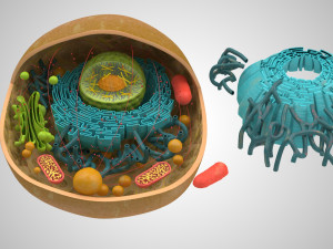 Animal Cell Structure 3Dモデル