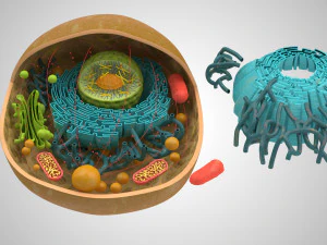Estructura celular animal Modelo 3D