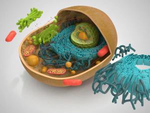 Estructura celular animal Modelo 3D