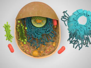 Animal Cell Structure 3Dモデル