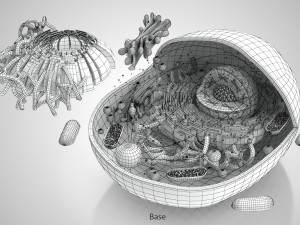 Animal Cell Structure 3Dモデル