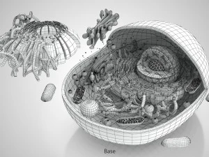 Estructura celular animal Modelo 3D