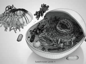 Estructura celular animal Modelo 3D