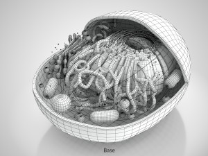 Animal Cell Structure 3Dモデル