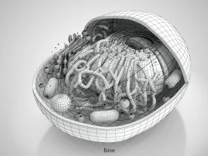 Estructura celular animal Modelo 3D