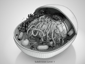 Animal Cell Structure 3Dモデル