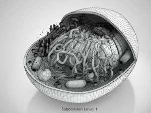 Estructura celular animal Modelo 3D