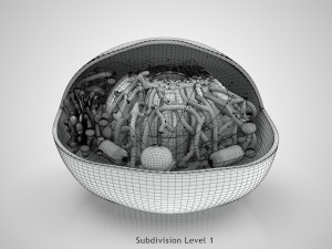 Animal Cell Structure 3Dモデル