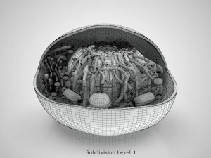Estructura celular animal Modelo 3D